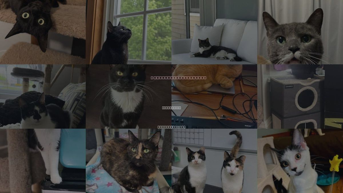 Cats for Adoption in Manchester, New Hampshire