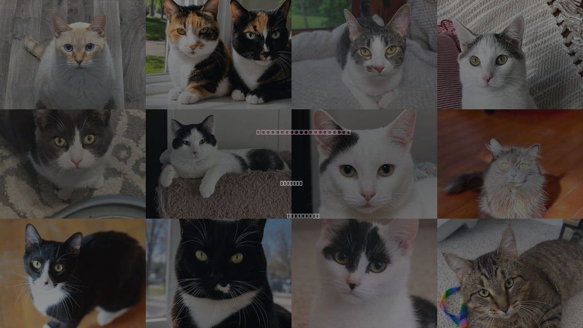 Cats for Adoption in Mankato, Minnesota