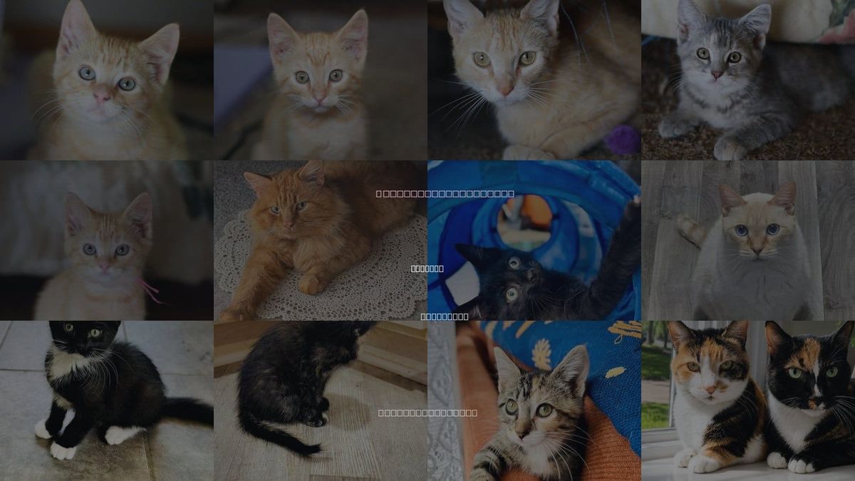 Cats for Adoption in Mankato, Minnesota