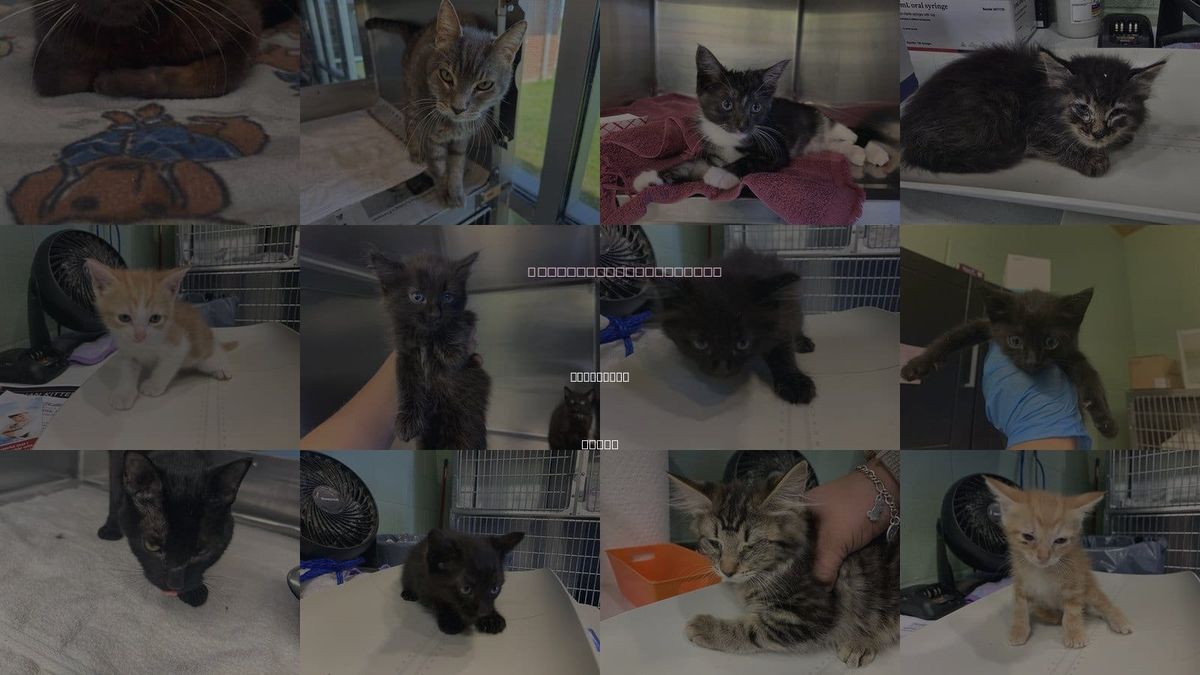 Cats for Adoption in Mansfield, Texas