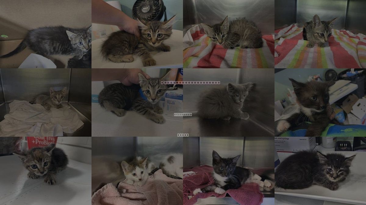 Cats for Adoption in Mansfield, Texas