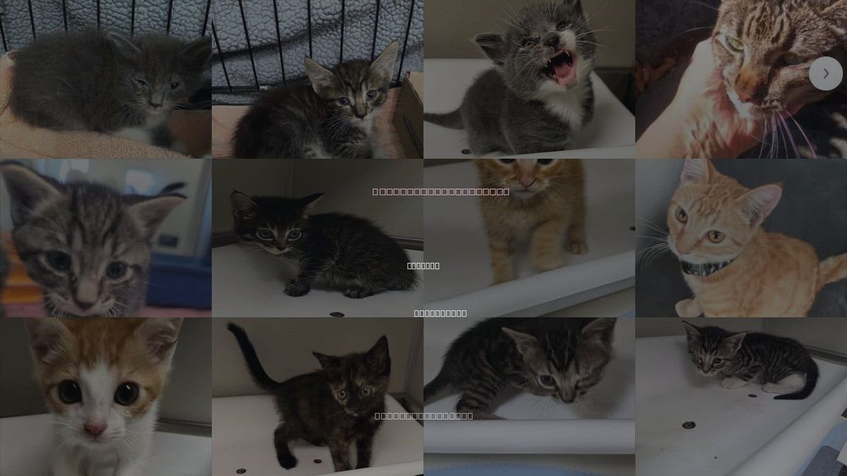 Cats for Adoption in Manteca, California