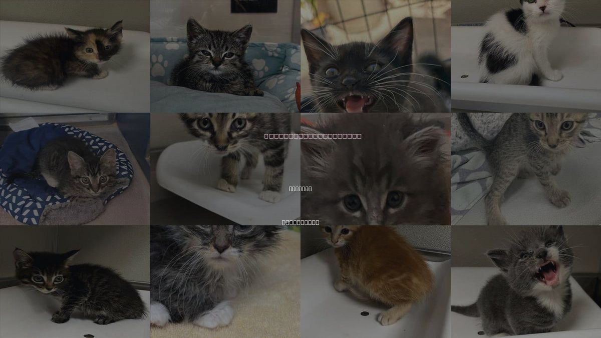 Cats for Adoption in Manteca, California