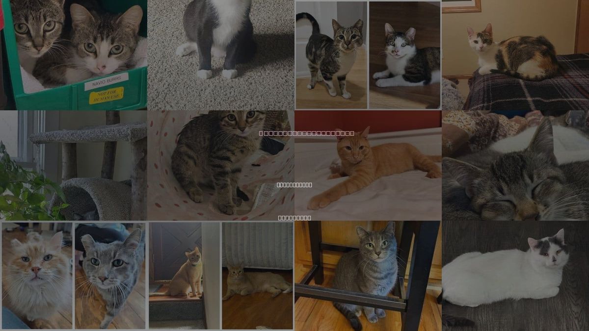 Cats for Adoption in Maple Grove, Minnesota