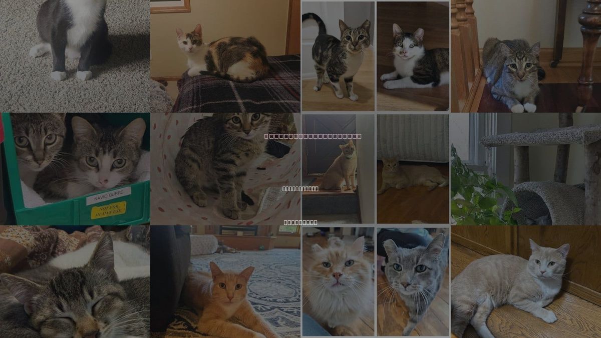 Cats for Adoption in Maple Grove, Minnesota