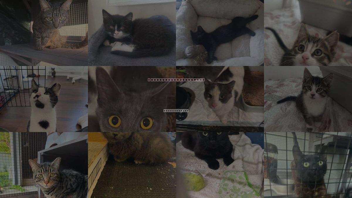Cats for Adoption in Maple Heights, Ohio