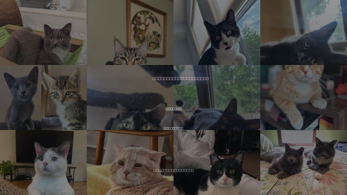Cats for Adoption in Maplewood, Minnesota