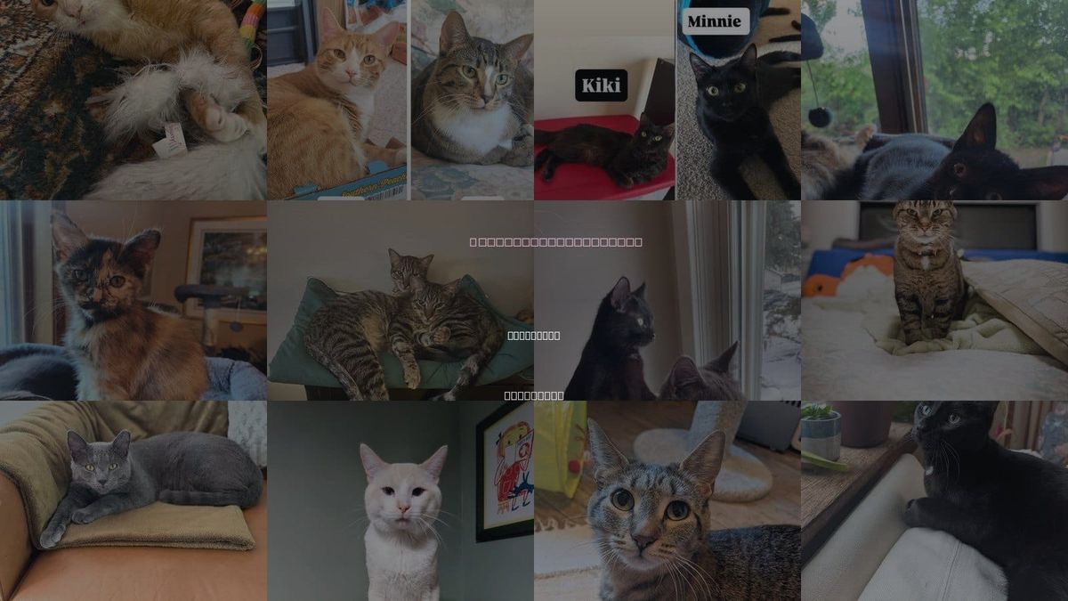 Cats for Adoption in Maplewood, Minnesota