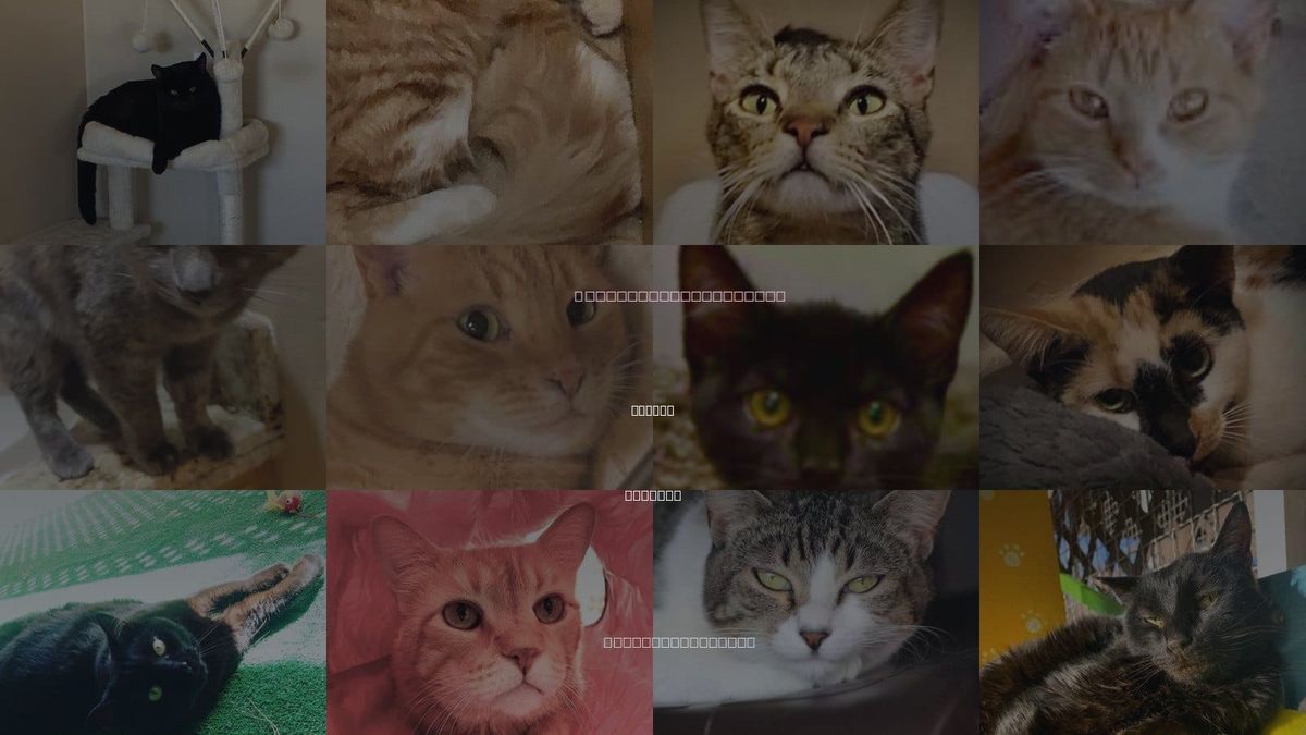 Cats for Adoption in Marana, Arizona