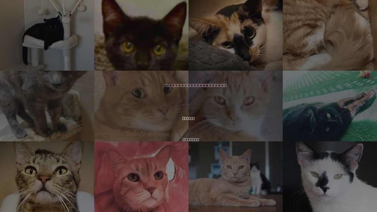 Cats for Adoption in Marana, Arizona