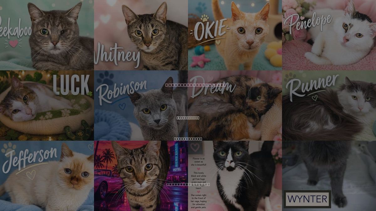 Cats for Adoption in Marcus Hook, Pennsylvania