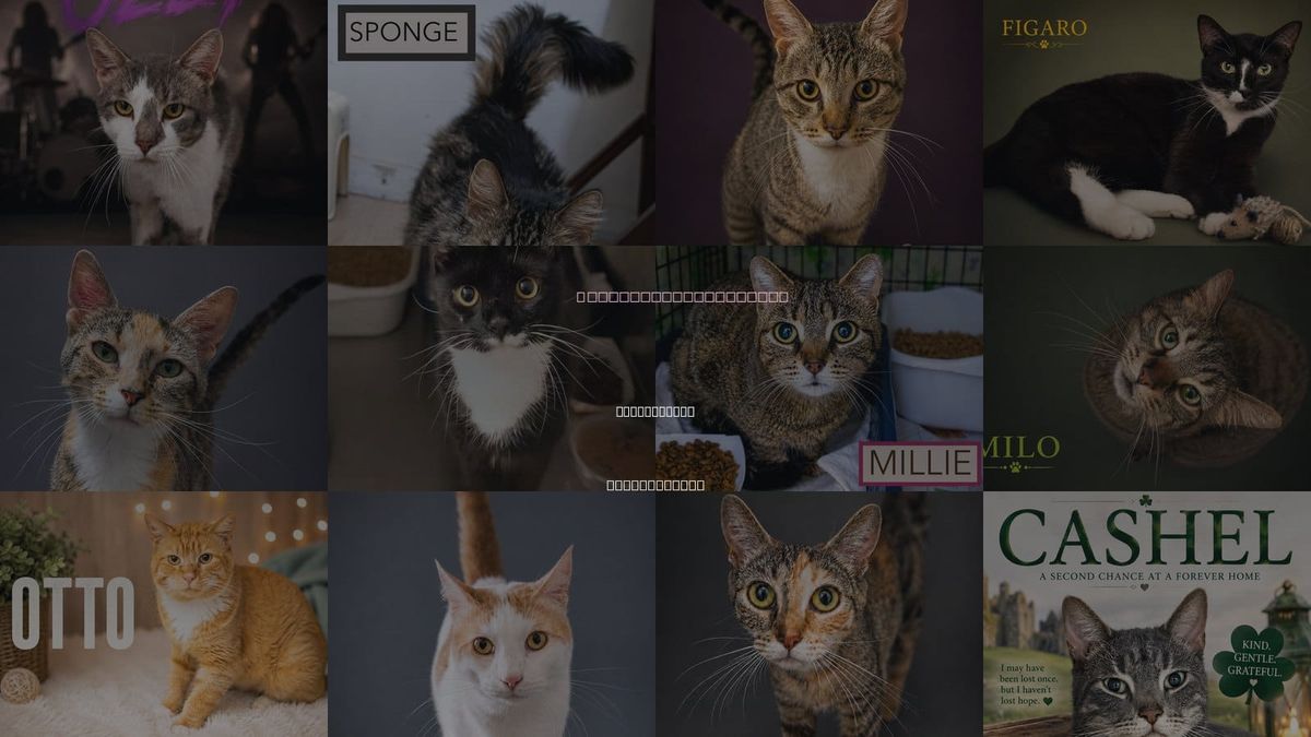 Cats for Adoption in Marcus Hook, Pennsylvania