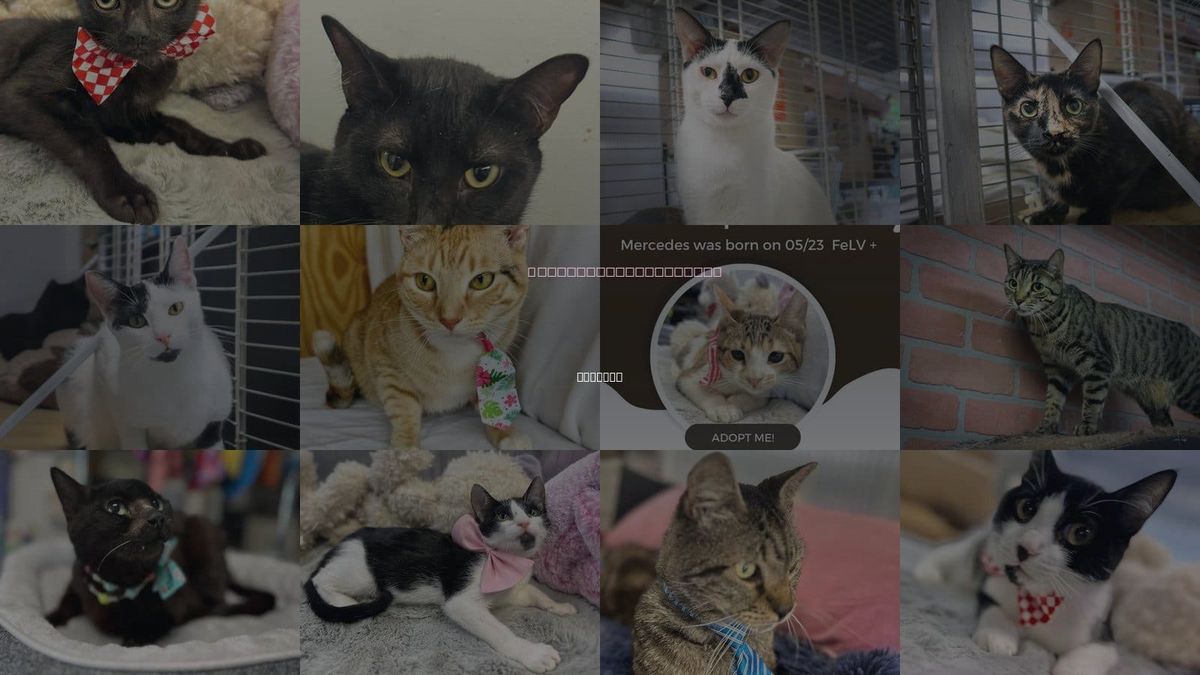 Cats for Adoption in Margate, Florida
