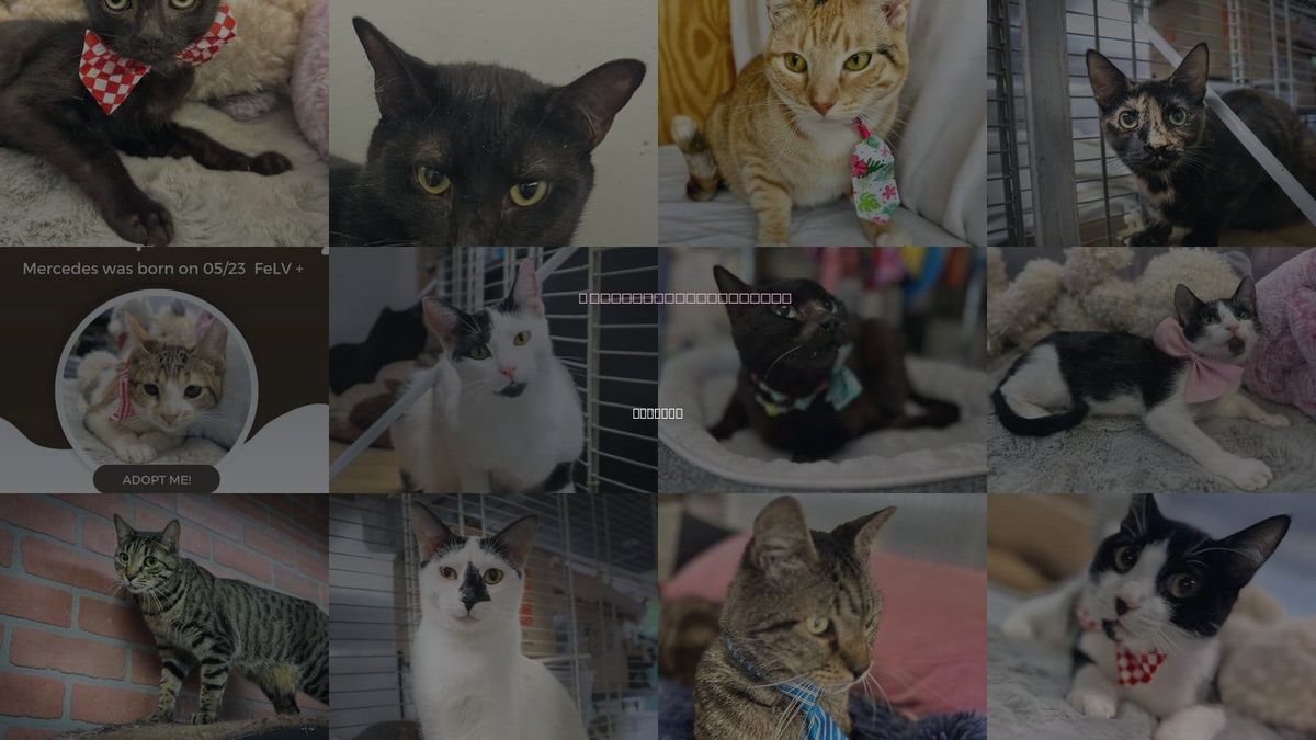Cats for Adoption in Margate, Florida