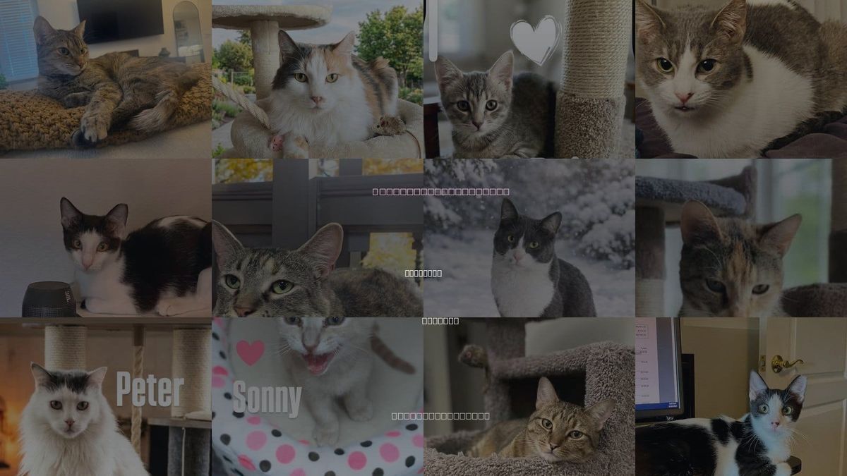 Cats for Adoption in Maricopa, Arizona