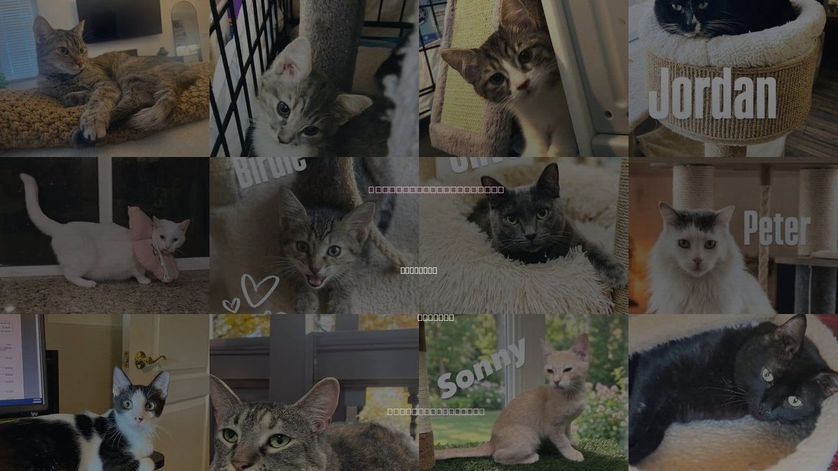 Cats for Adoption in Maricopa, Arizona