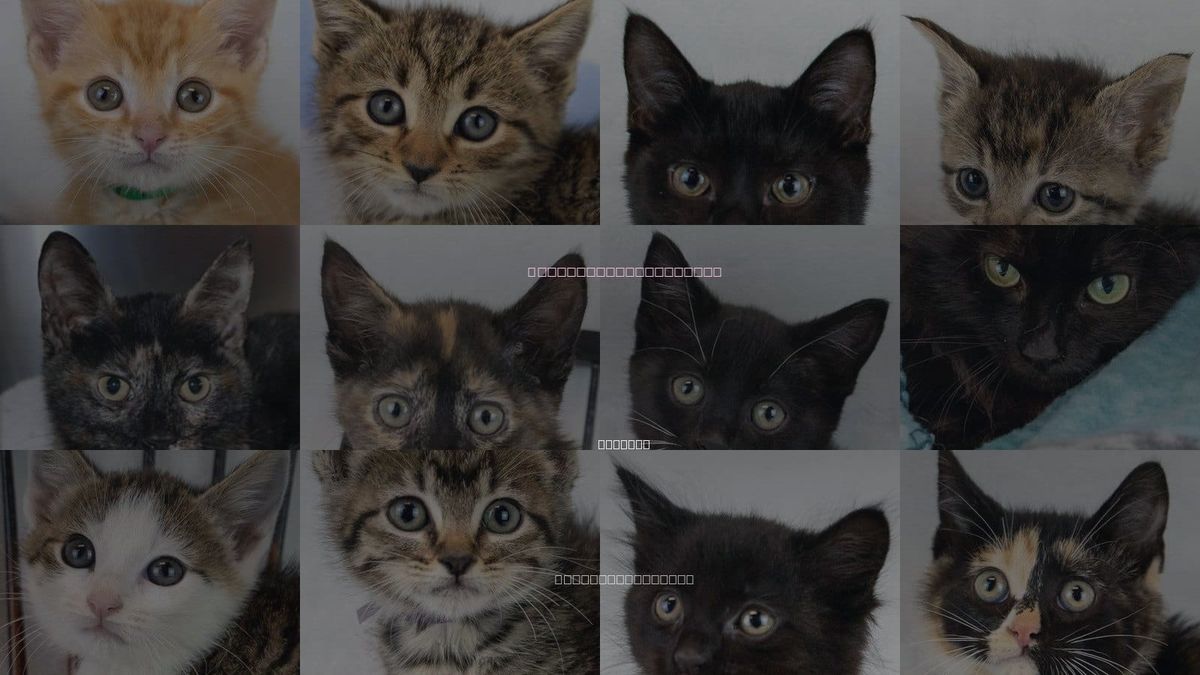 Cats for Adoption in Marietta, Georgia