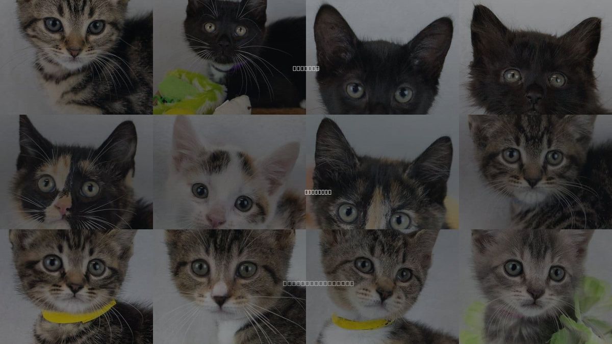 Cats for Adoption in Marietta, Georgia