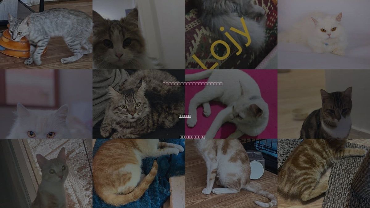 Cats for Adoption in Marion, Connecticut