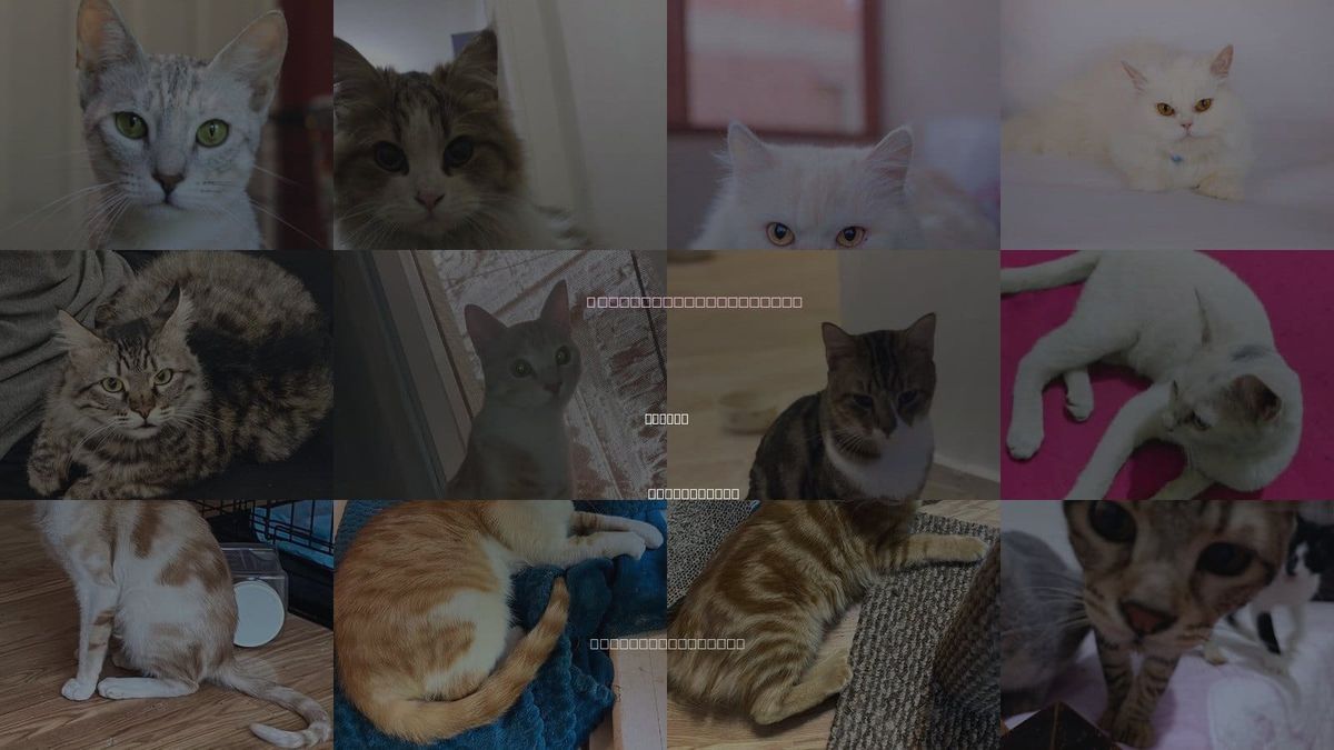 Cats for Adoption in Marion, Connecticut