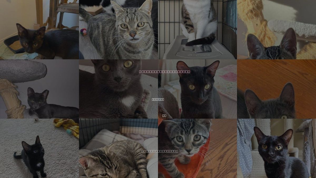 Cats for Adoption in Markham, ON
