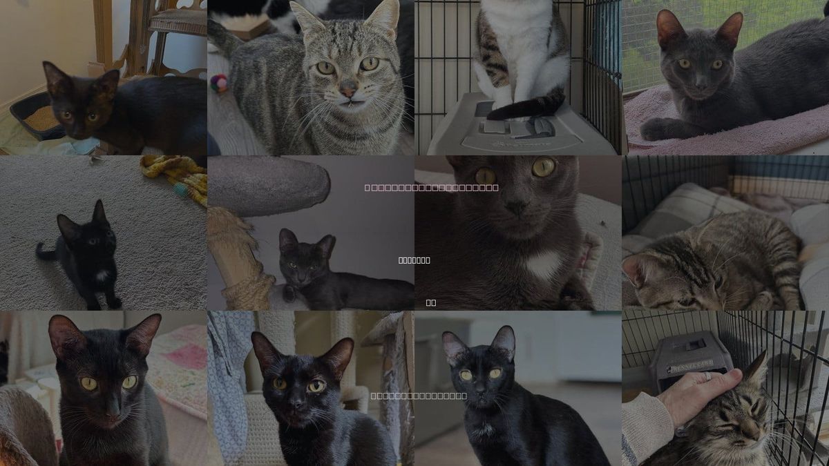 Cats for Adoption in Markham, ON
