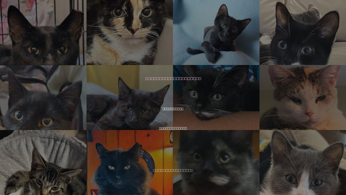 Cats for Adoption in Marlborough, Massachusetts