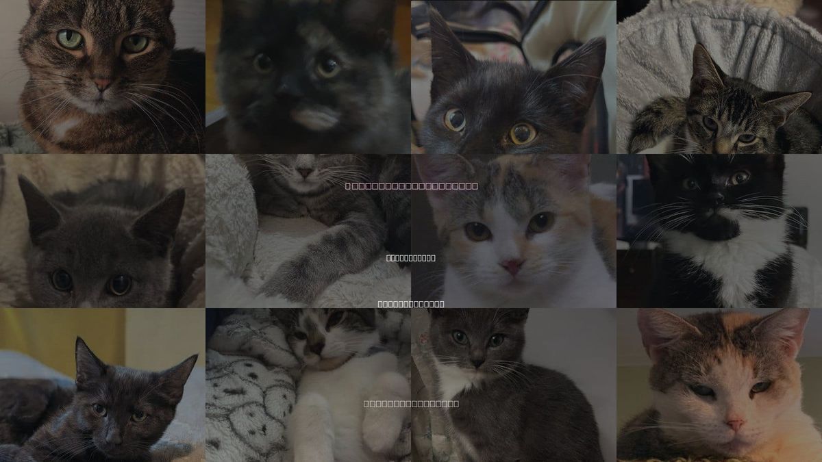 Cats for Adoption in Marlborough, Massachusetts