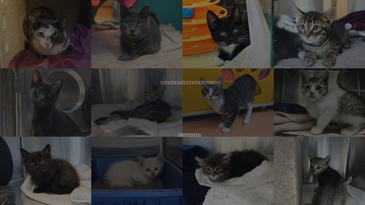 Cats for Adoption in Martinez, California