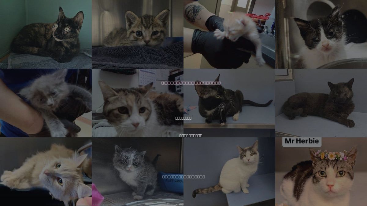 Cats for Adoption in Martinez, California