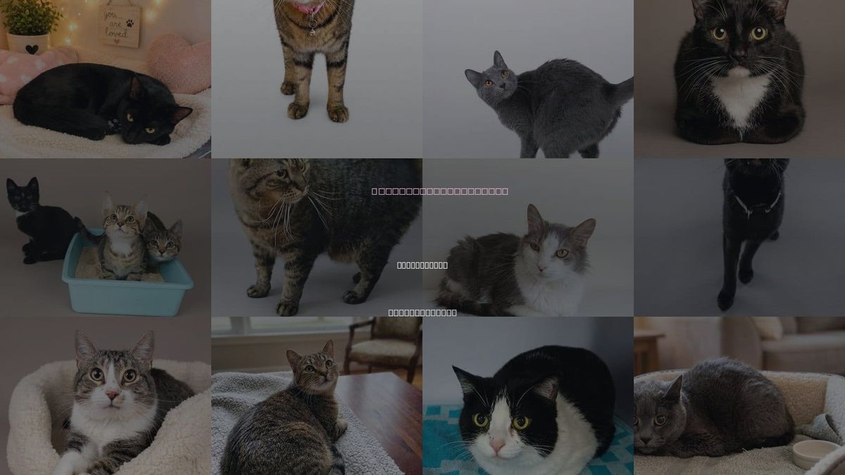 Cats for Adoption in Martinsburg, West Virginia