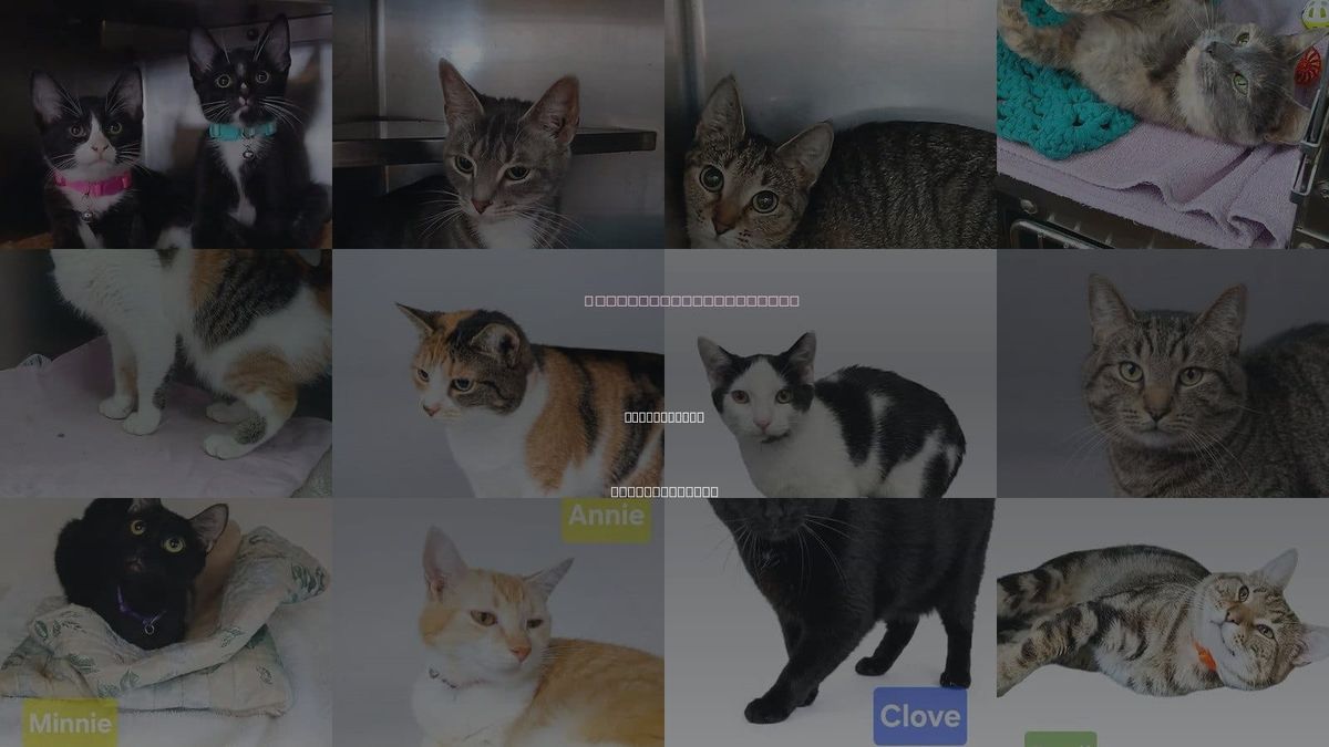 Cats for Adoption in Martinsburg, West Virginia