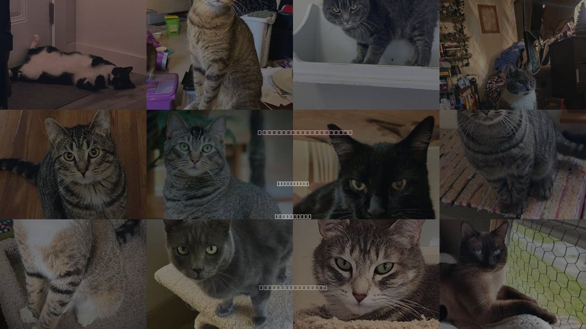Cats for Adoption in Marysville, Washington