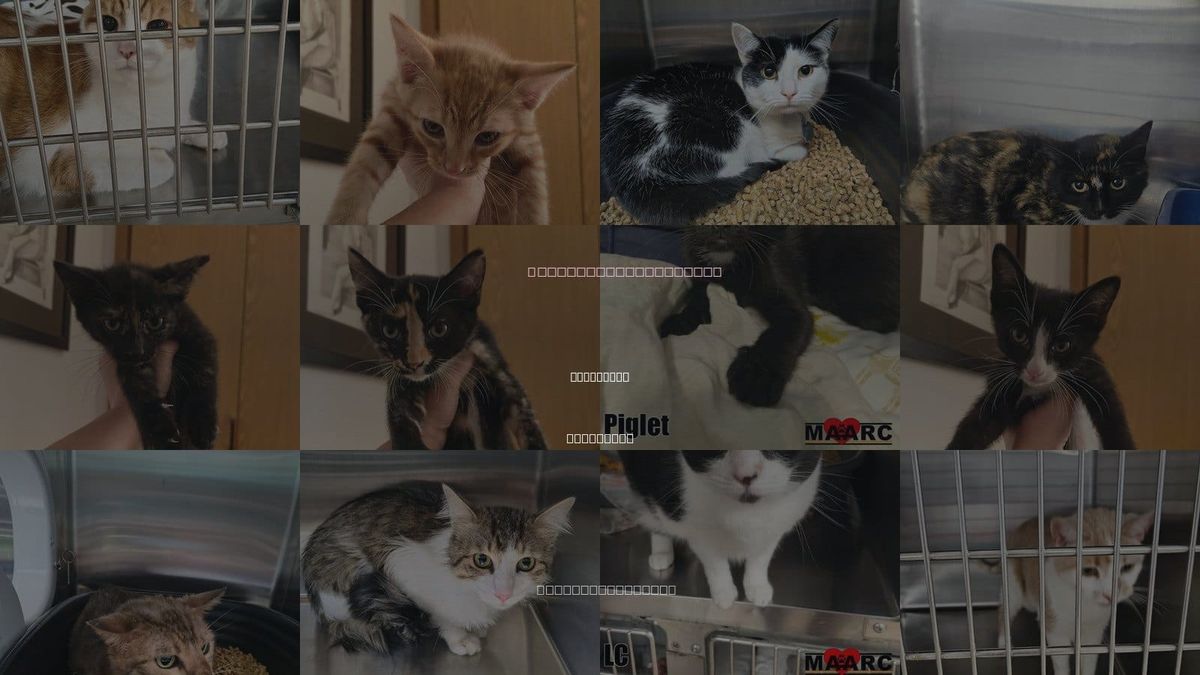 Cats for Adoption in Maryville, Tennessee