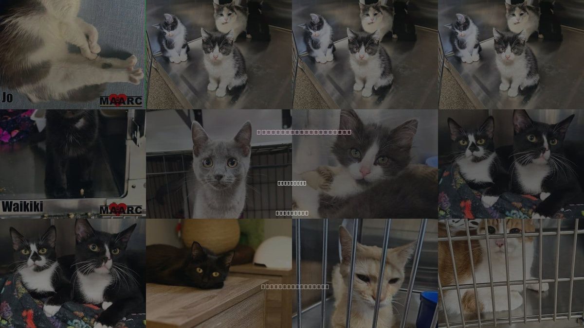 Cats for Adoption in Maryville, Tennessee