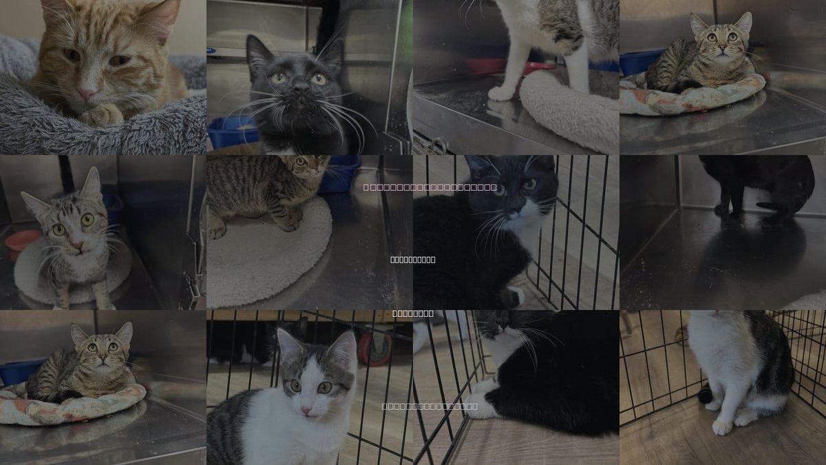 Cats for Adoption in Massapequa, New York