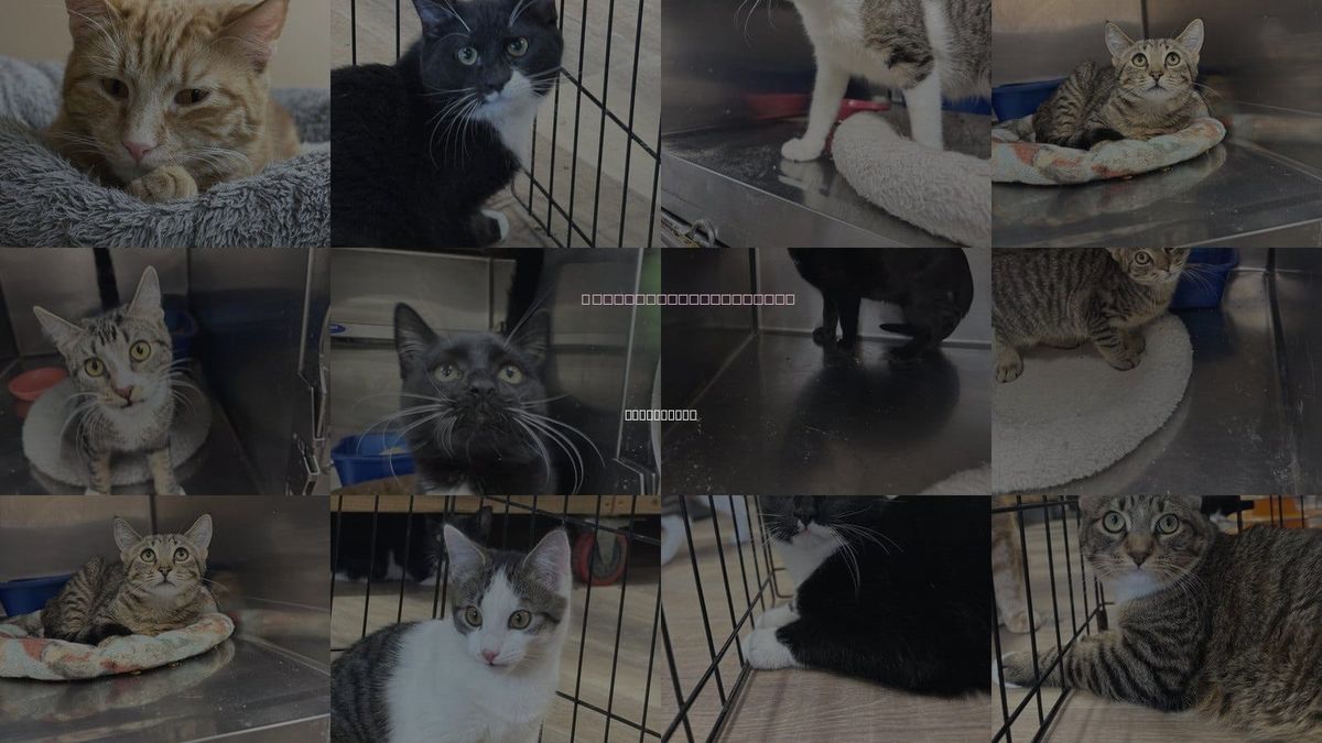 Cats for Adoption in Massapequa, New York