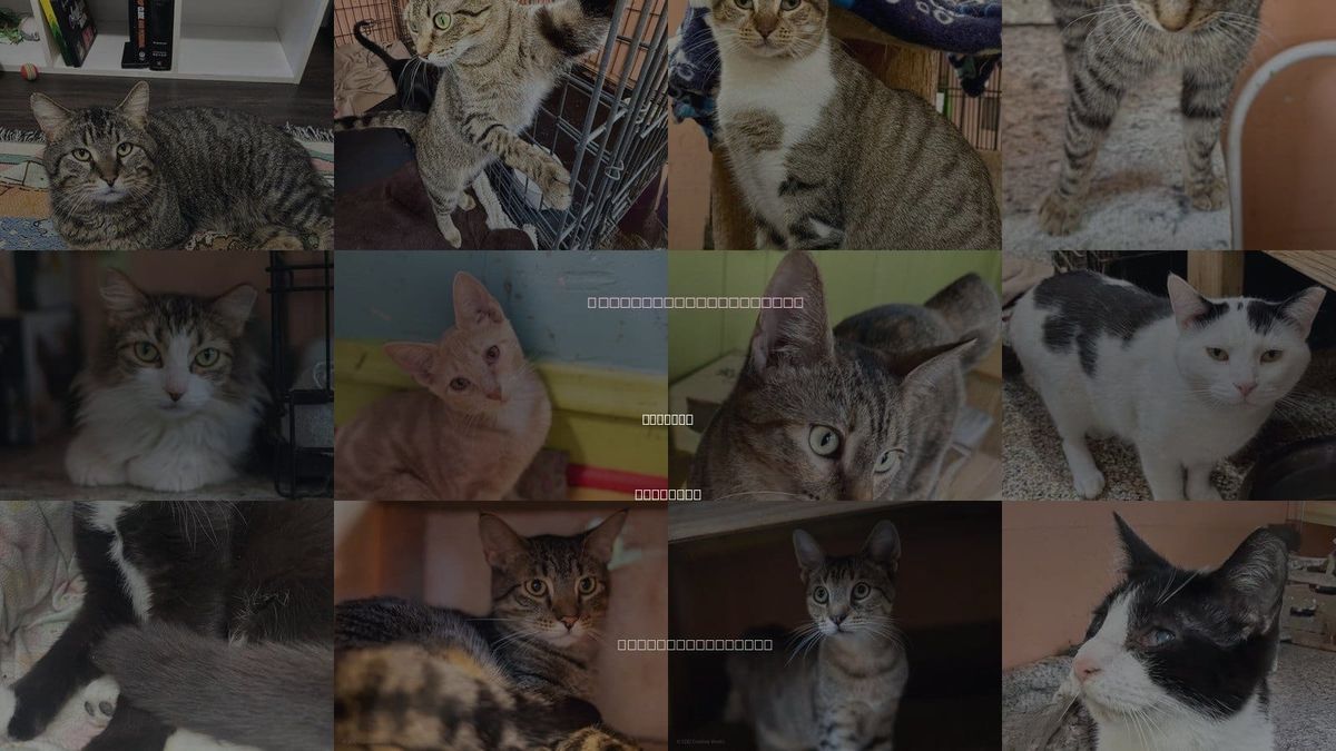 Cats for Adoption in Maywood, Illinois