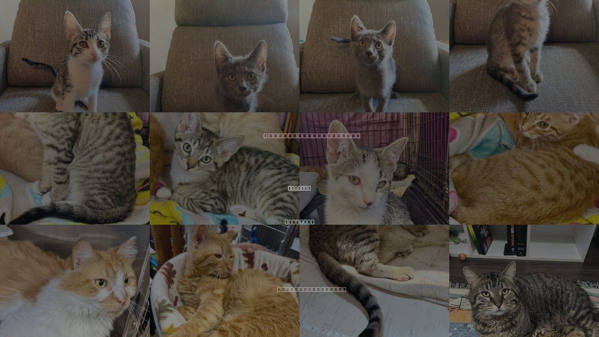Cats for Adoption in Maywood, Illinois
