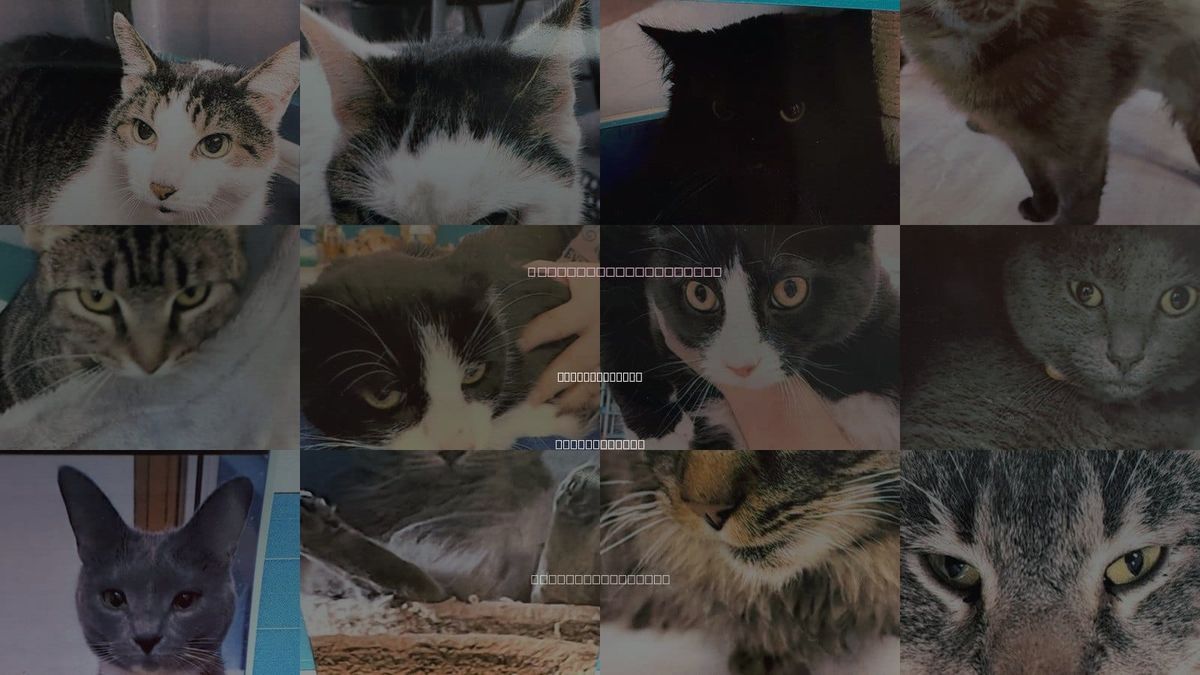 Cats for Adoption in Mc Kees Rocks, Pennsylvania