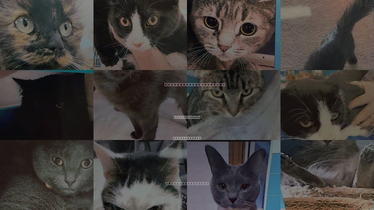Cats for Adoption in Mc Kees Rocks, Pennsylvania