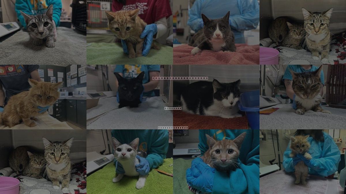 Cats for Adoption in Mccullers, North Carolina