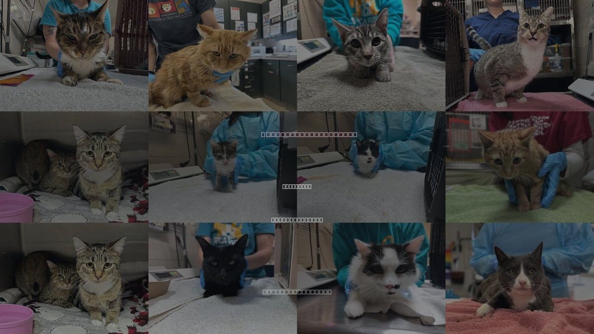 Cats for Adoption in Mccullers, North Carolina