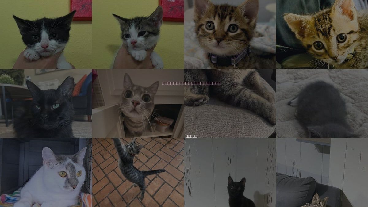 Cats for Adoption in McKinney, Texas