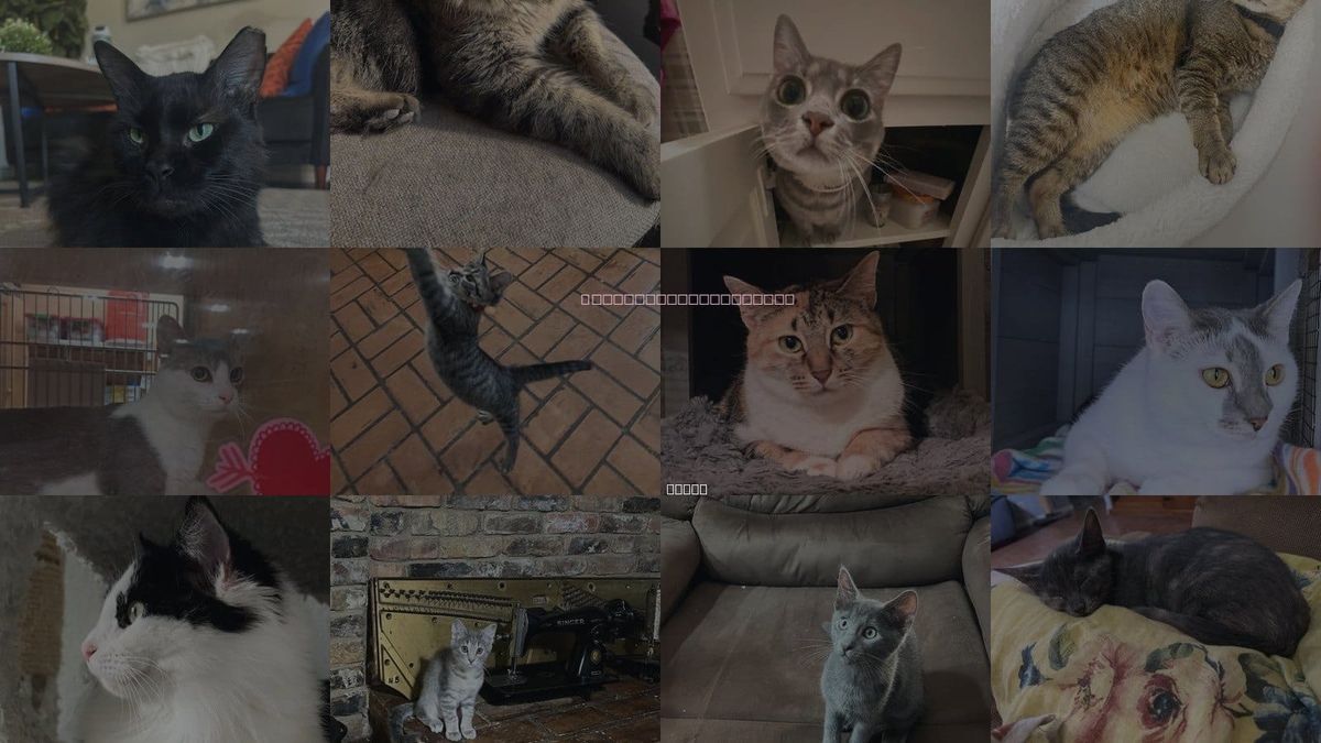 Cats for Adoption in Mckinney, Texas