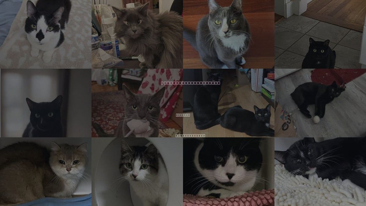 Cats for Adoption in Medford, Massachusetts