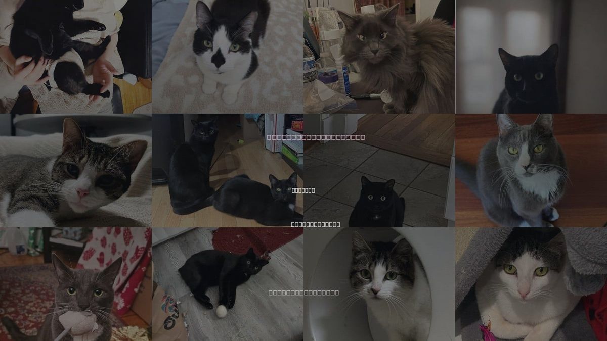 Cats for Adoption in Medford, Massachusetts