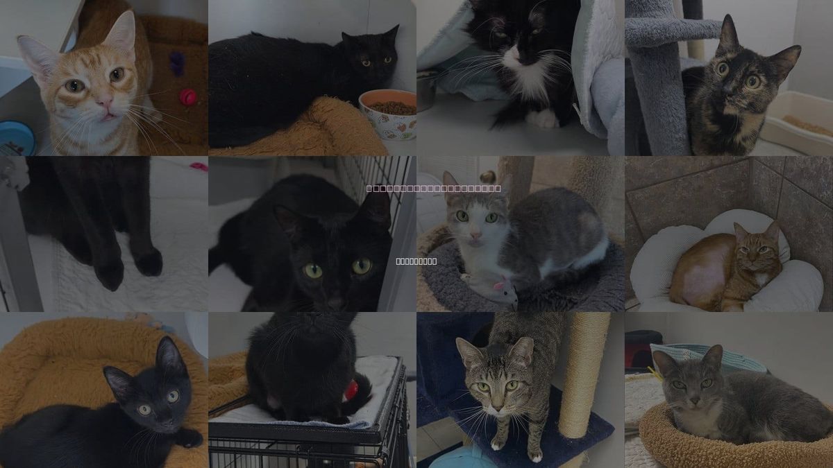 Cats for Adoption in Melbourne, Florida