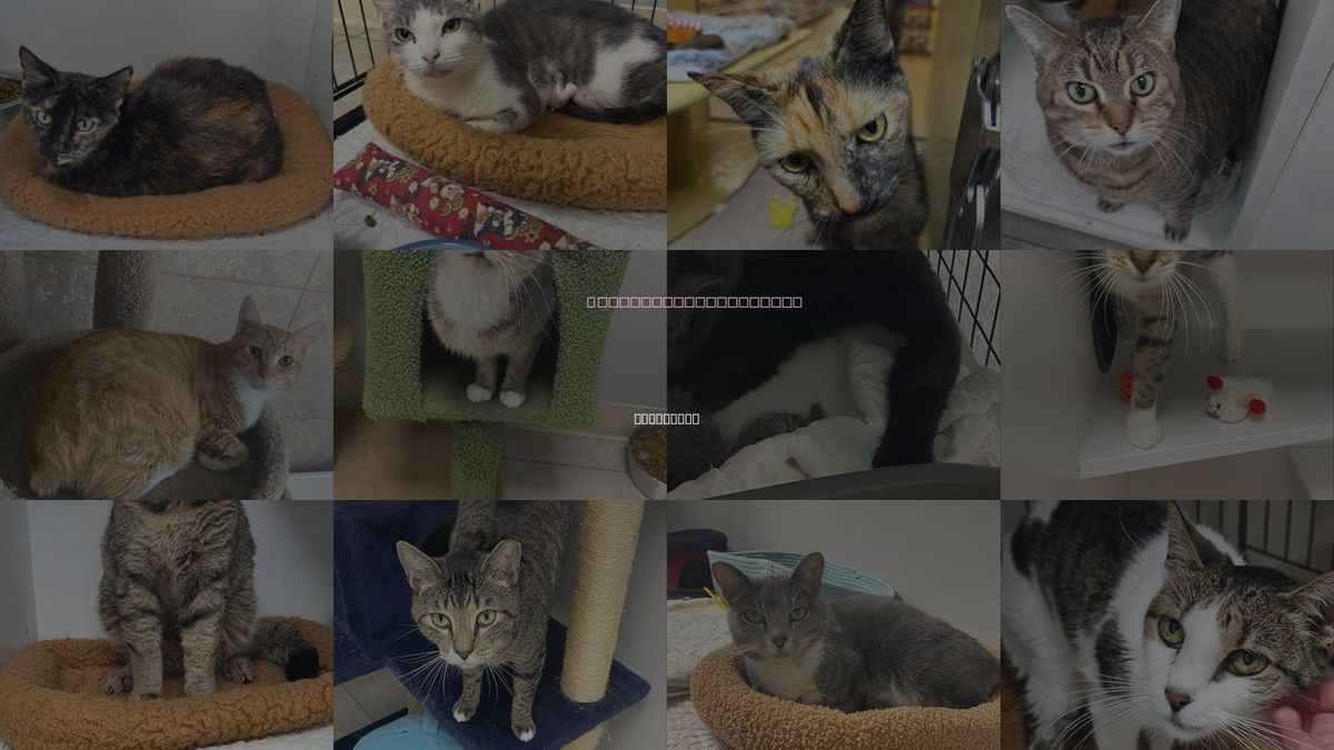 Cats for Adoption in Melbourne, Florida