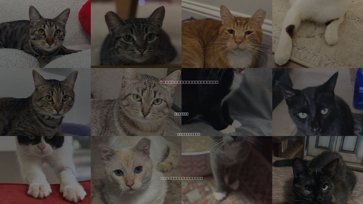 Cats for Adoption in Menifee, California